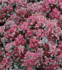 Sedum x hybridum 'Sunsparkler Blue Elf' Kukehari